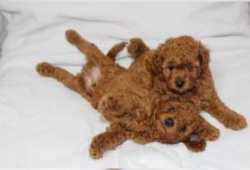 Dulces cachorros maltipoo criados en casahjhj
