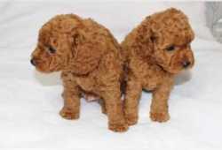 Dulces cachorros maltipoo criados en casahjhj