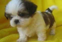 Encantadores bebés Shih Tzu para adopción