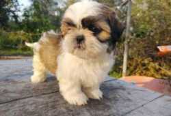Encantadores bebés Shih Tzu para adopción
