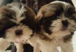 Encantadores bebés Shih Tzu para adopción