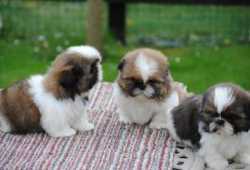 Encantadores bebés Shih Tzu para adopción