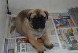 Excelentes cachorros Bullmastiff