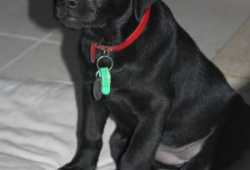excelentes cachorros labrador