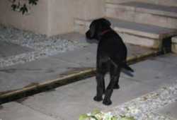 excelentes cachorros labrador