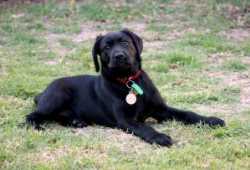 excelentes cachorros labrador
