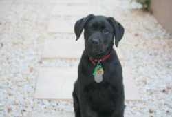 excelentes cachorros labrador