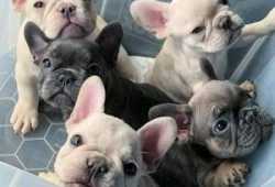 Excelentes y lindos cachorros de bulldog francés