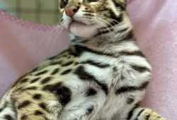 Gatito ocelote disponible para la venta