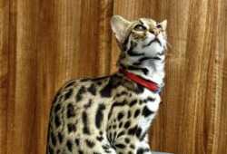 Gatito ocelote disponible para la venta