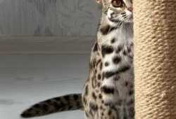 Gatito ocelote disponible para la venta