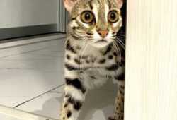 Gatito ocelote disponible para la venta