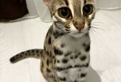 Gatito ocelote disponible para la venta