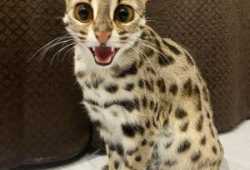 Gatito ocelote disponible para la venta