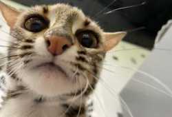 Gatito ocelote disponible para la venta