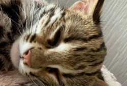Gatito ocelote disponible para la venta