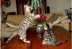 Gatitos de Bengala para adopción ghb