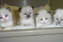 Gatitos ragdoll en adopcion gratis