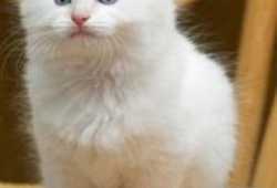 Gatitos ragdoll en adopcion gratis