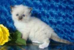 Gatitos ragdoll en adopcion gratis