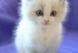 Gatitos ragdoll en adopcion gratis