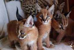 Gatitos serval, savannah y caracal disponibles