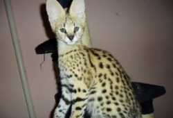 Gatitos serval, savannah y caracal disponibles