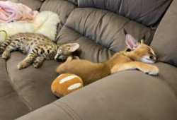 Gatitos serval, savannah y caracal disponibles