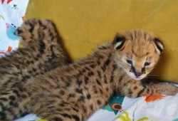 Gatitos serval, savannah y caracal disponibles