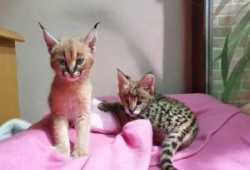 Gatitos serval, savannah y caracal disponibles