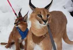 Gatitos serval, savannah y caracal disponibles