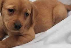 ¡¡¡GRATIS!!! Adorable cachorros labrador para adop