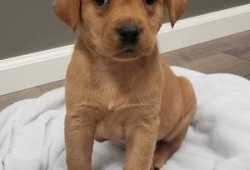 ¡¡¡GRATIS!!! Adorable cachorros labrador para adop