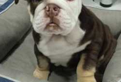 hermoso cachorro Bulldog ingles