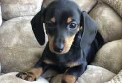 Hermosos cachorros Dachshunds en busca de su hogar