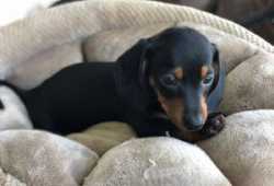 Hermosos cachorros Dachshunds en busca de su hogar