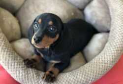 Hermosos cachorros Dachshunds en busca de su hogar