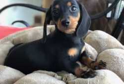 Hermosos cachorros Dachshunds en busca de su hogar