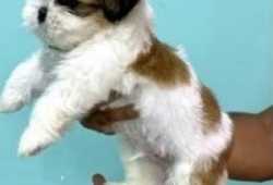 hermosos cachorros shih tzufdf