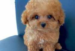 Hermosos y muy tiernos cachorros de caniche toy de
