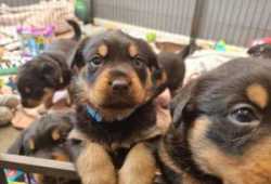 IMPRESIONANTES CACHORROS DE ROTTWEILER
