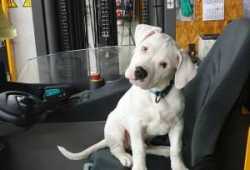 Impresionantes Cachorros Dogo Argentino