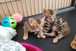Lindos Bengali de pura raza disponibles y listos