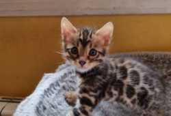 Lindos Bengali de pura raza disponibles y listos