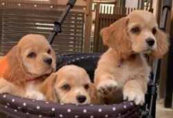 lindos e inteligentes cachorros cocker spaniel