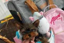 Los cachorros de Yorkie disponibles