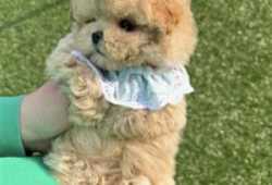 Los cachorros Teacup Maltipoo,