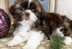 LOS CACHORROS TEACUP SHIH TZU