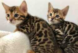Magníficos gatitos Bengala, macho y hembra disponi