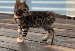 Magníficos gatitos Bengala, macho y hembra disponi